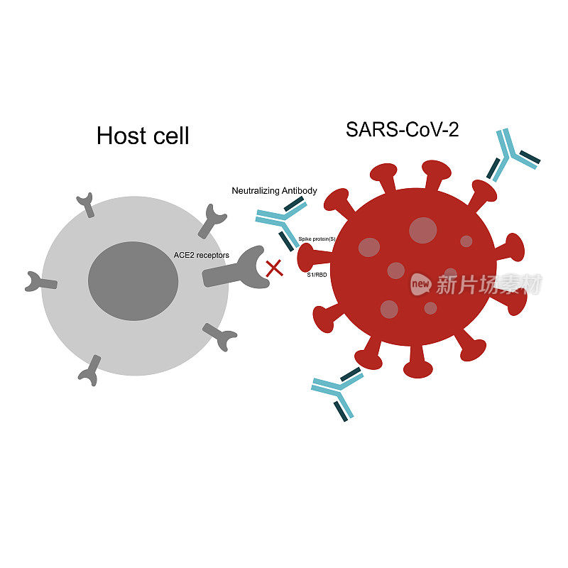 通过中和S1 RBD区抗体抑制宿主细胞ACE2受体与sars - cov -2刺突蛋白的特异性结合。